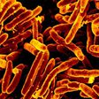 Tuberculosis bacteriaCDC