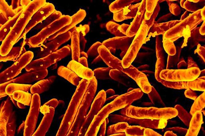Tuberculosis bacteriaCDC