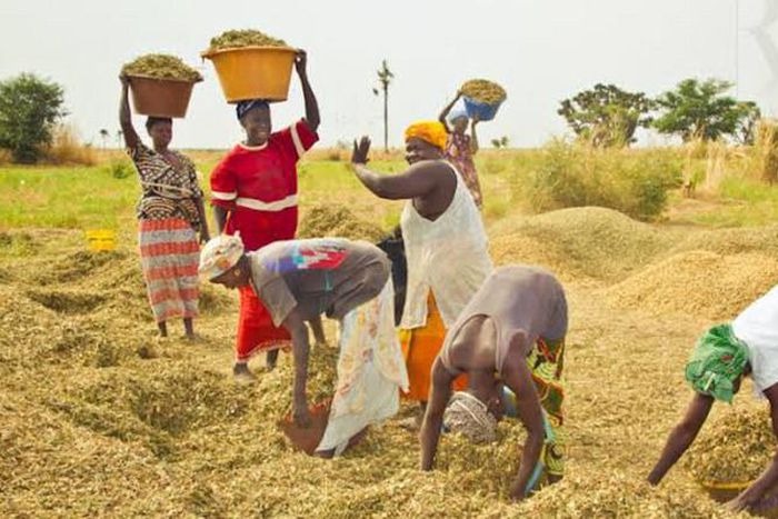 Nigerians now consume local rice worth N1.2 billion daily - RIFAN  [Amiloaded]