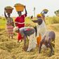 Nigerians now consume local rice worth N1.2 billion daily - RIFAN  [Amiloaded]
