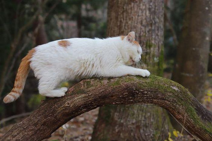 Cats are some of those animals that can predict an earthquake [Pinterest]