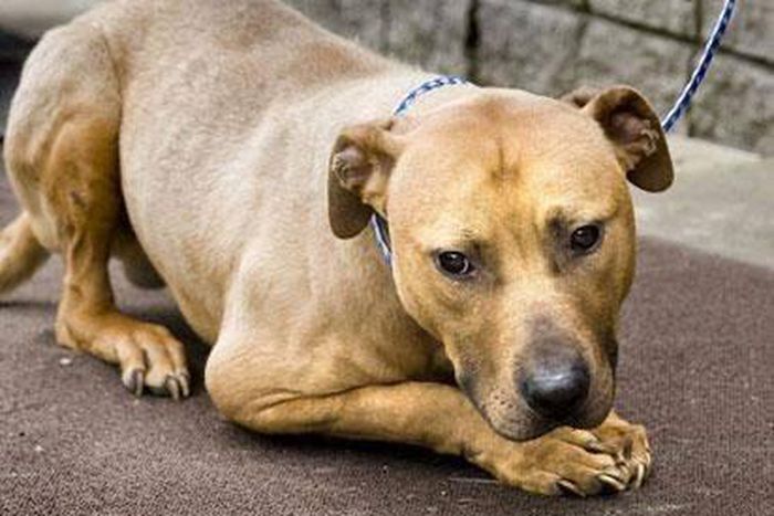 The suspect pleaded not guilty to the charges [Vanguard]