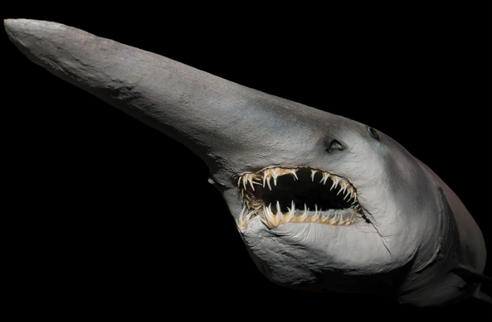 Goblin shark [Briticanna]