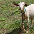 Research reveals the nutritional advantage of matooke peeling goats enjoy over humans/Courtesy