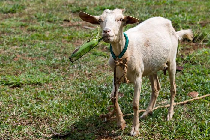 Research reveals the nutritional advantage of matooke peeling goats enjoy over humans/Courtesy