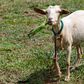 Research reveals the nutritional advantage of matooke peeling goats enjoy over humans/Courtesy