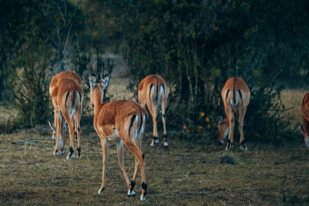 Safari with Xiaomi winners experience the iconic African wilderness, Maasai Mara.