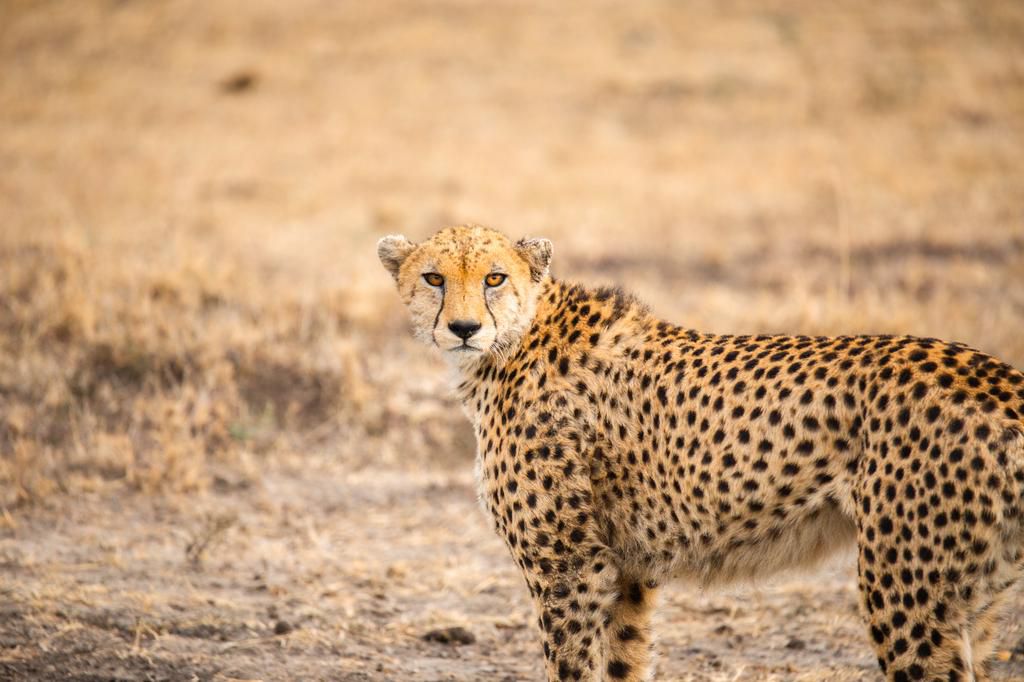 Safari with Xiaomi winners experience the iconic African wilderness, Maasai Mara.