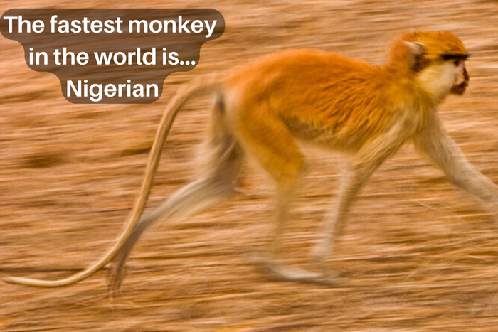 The world's fastest monkey is Nigerian [GWR]
