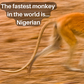 The world's fastest monkey is Nigerian [GWR]