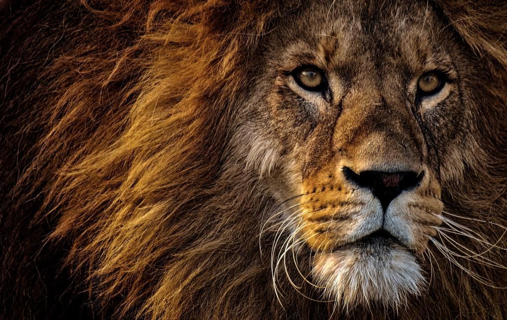 Are Lions kings of the jungle? [pexels]
