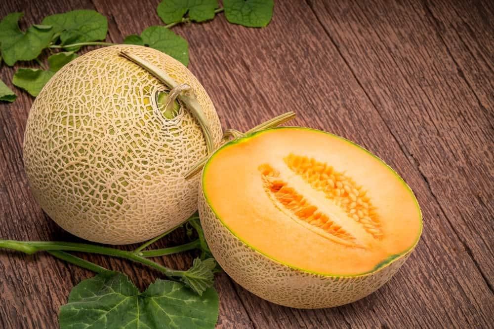 yubari melons
