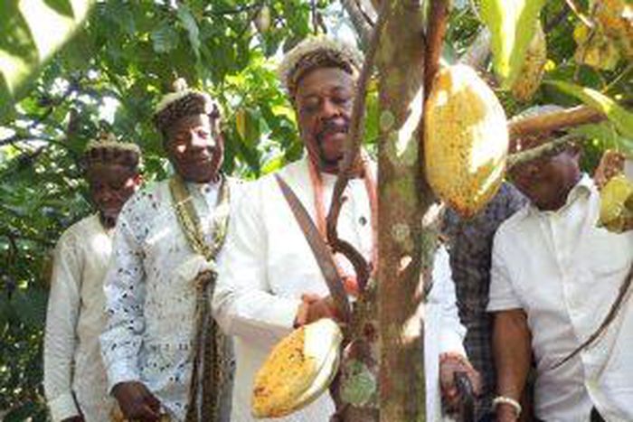 His Majesty, Maurice Okon-Eyo 1, the Muri Munene of the Efuts flagging-off the harvesting of cocoa at the Cocoa Demonstration Farm in Calabar on Thursday.