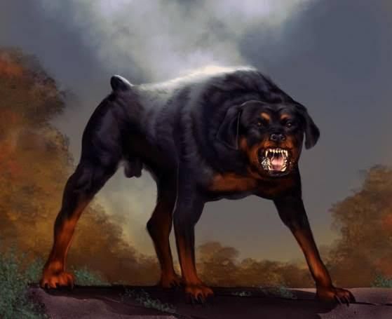 Rottweiler [Facebook]