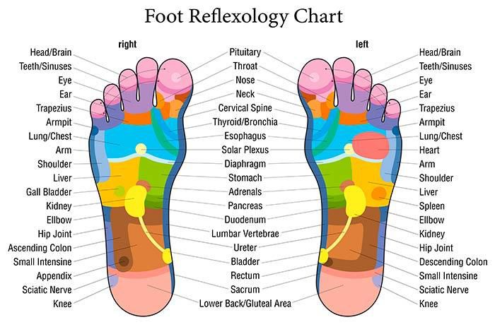 Meridians and their connection points with the organs and systems within the body/Courtesy