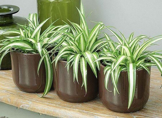 Spider plant (lifehack)