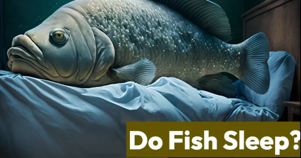 Did you know fish have regular sleep schedules, similar to yours ...