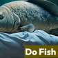 Fish do sleep, but the way they sleep differs from land-dwelling creatures [unitedfish]