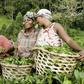 Female farmers in Africa