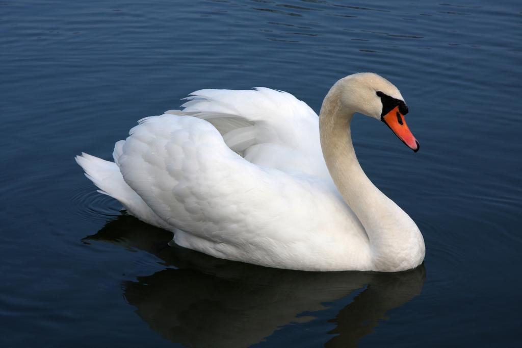 Try to avoid mute swan nests [Wikipedia]