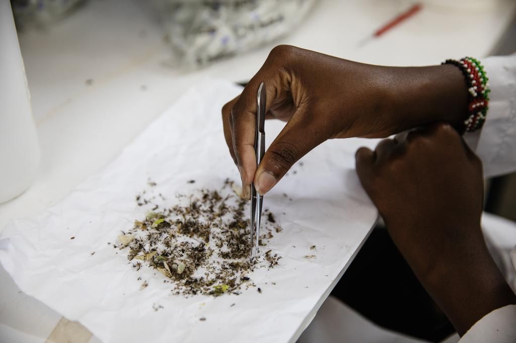 Separating the mosquitoes from all the other insects caught in a trap from a research home, where residents collect mosquitoes and then deliver them to Lwak Entomology Lab [Malin Fezehai for The New York Times]