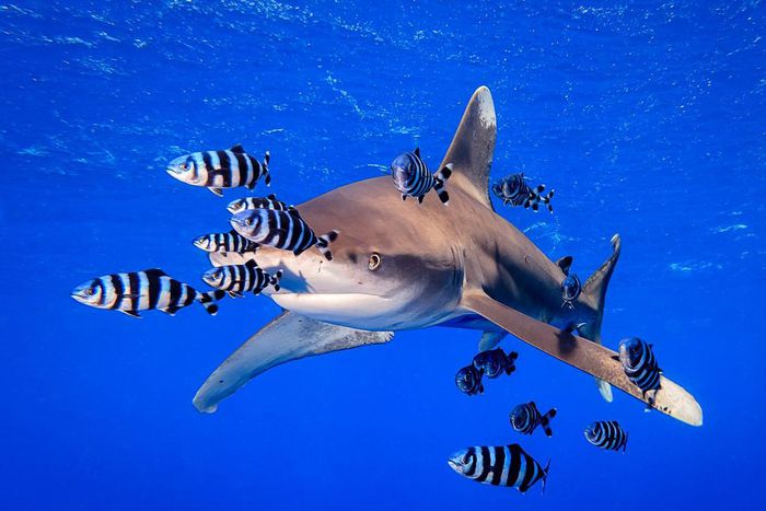 "Ocean Overlord," photographed by Yung Sen Wu.Yung Sen Wu/Underwater Photography Guide