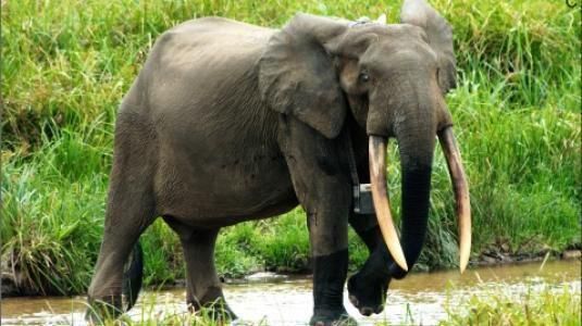 The North African elephant and its large tusks [Alchetron]