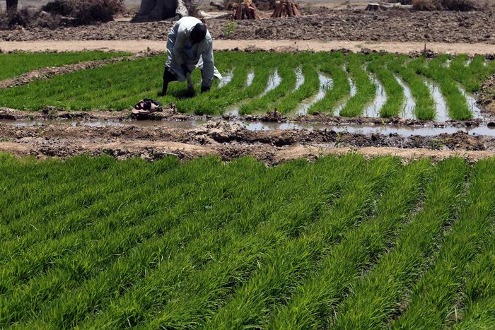 A farmer works with rice sprouts on a farm in Dabua, Bauchi, Nigeria used to illustrate the story. Picture taken March 2, 2017. REUTERS/Afolabi Sotunde