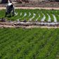 A farmer works with rice sprouts on a farm in Dabua, Bauchi, Nigeria used to illustrate the story. Picture taken March 2, 2017. REUTERS/Afolabi Sotunde