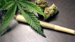 Although illegal, cannabis is grown in different parts of the country [ToriNews]