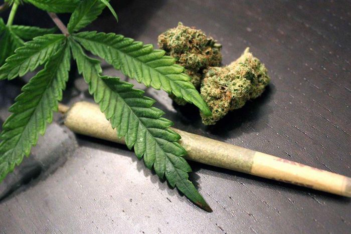 Although illegal, cannabis is grown in different parts of the country [ToriNews]