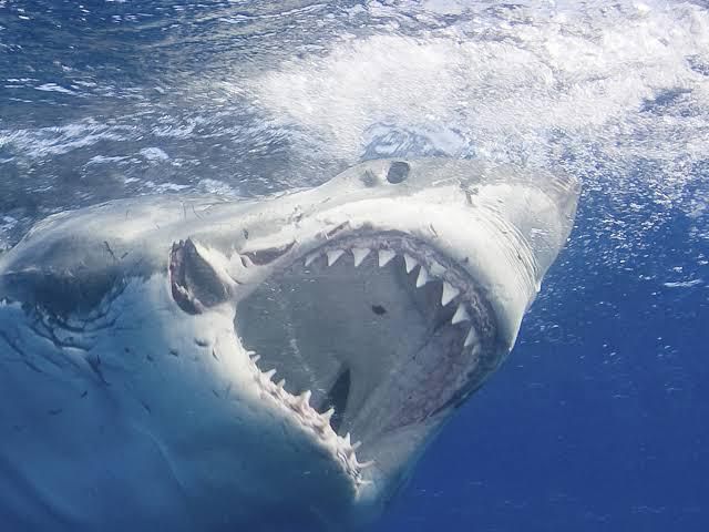 Great white shark [National Geographic]