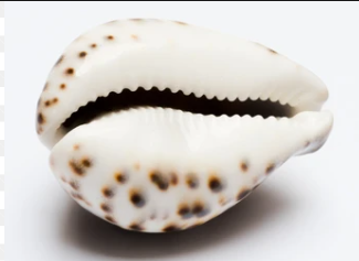 A single cowrie