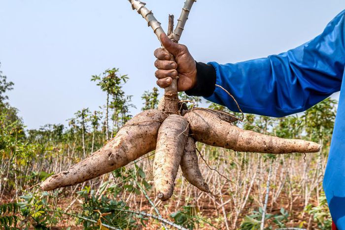 Bakare made a suggestion to President Tinubu on how cassava can improve the value of the Naira [MIT News]