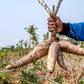 Bakare made a suggestion to President Tinubu on how cassava can improve the value of the Naira [MIT News]