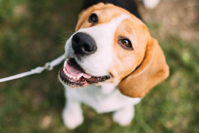 Wearing sunglasses or hats can stress out your dog.
