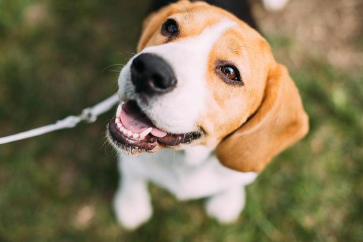 Wearing sunglasses or hats can stress out your dog.