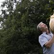 Record-breaking 9 kilo onion displayed at Harrogate Flower Show.