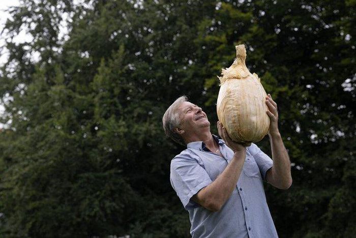 Record-breaking 9 kilo onion displayed at Harrogate Flower Show.