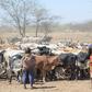 A young girl herding cattle alongside her mother in Karamoja sub-region Ariong-Stephen