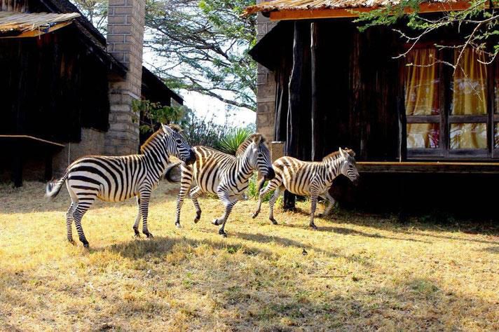 Zebras at the Maralal Safari Lodge