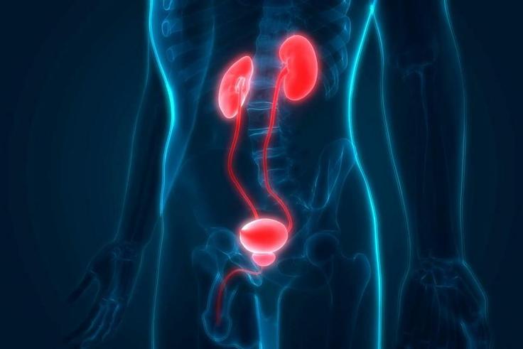 ___8909432___2018___9___27___15___videoblocks-human-body-organs-kidneys-with-urinary-bladder_hzqwktnce_thumbnail-full03