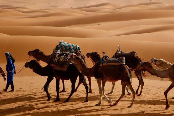 The Desert Berber-camels