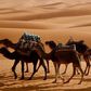 The Desert Berber-camels