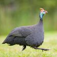 Consider getting a guinea fowl on your property today [Kiwi Gardener]