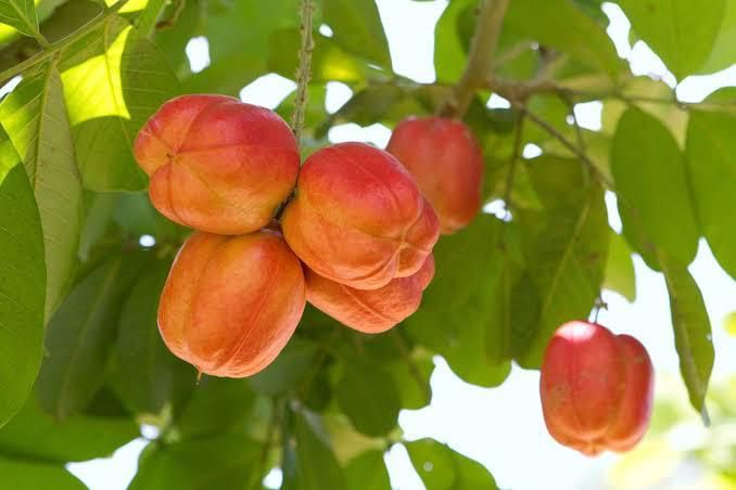 Ackee  [Britannica]