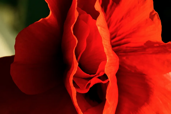 The different types of vagina [Self]