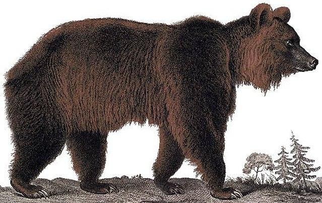 The now extinct atlas bear [Wikidata]