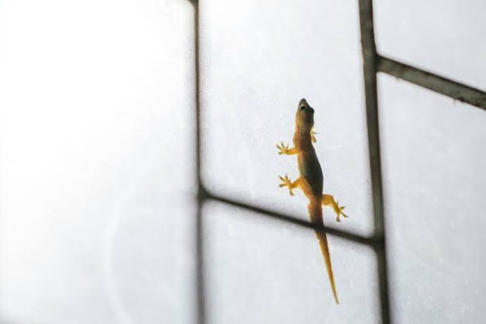 Lizards roaming your space can be annoying [Housing]