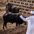 President Muhammadu Buhari on his livestock farm in Daura, Katsina State [Presidency]